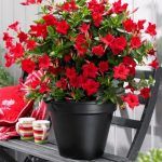 Дипладения Sundaville Classic Red от Завода ФЛОРА