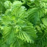 Мята Мохито от Завода ФЛОРА