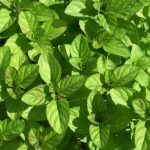 Мята О-де-Колон  срезы/5шт от Завода ФЛОРА