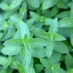 Мята Земляника Гранд от Завода ФЛОРА