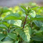 Мята Лавандовая от Завода ФЛОРА