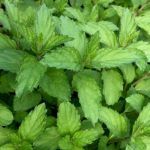 Мята Шоколадный Минт от Завода ФЛОРА