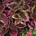 Колеус Florida Sun Rose от Завода ФЛОРА