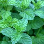 Мята Имбирная от Завода ФЛОРА