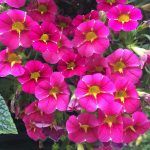 Калибрахоа Superbells Cherry Star от Завода ФЛОРА