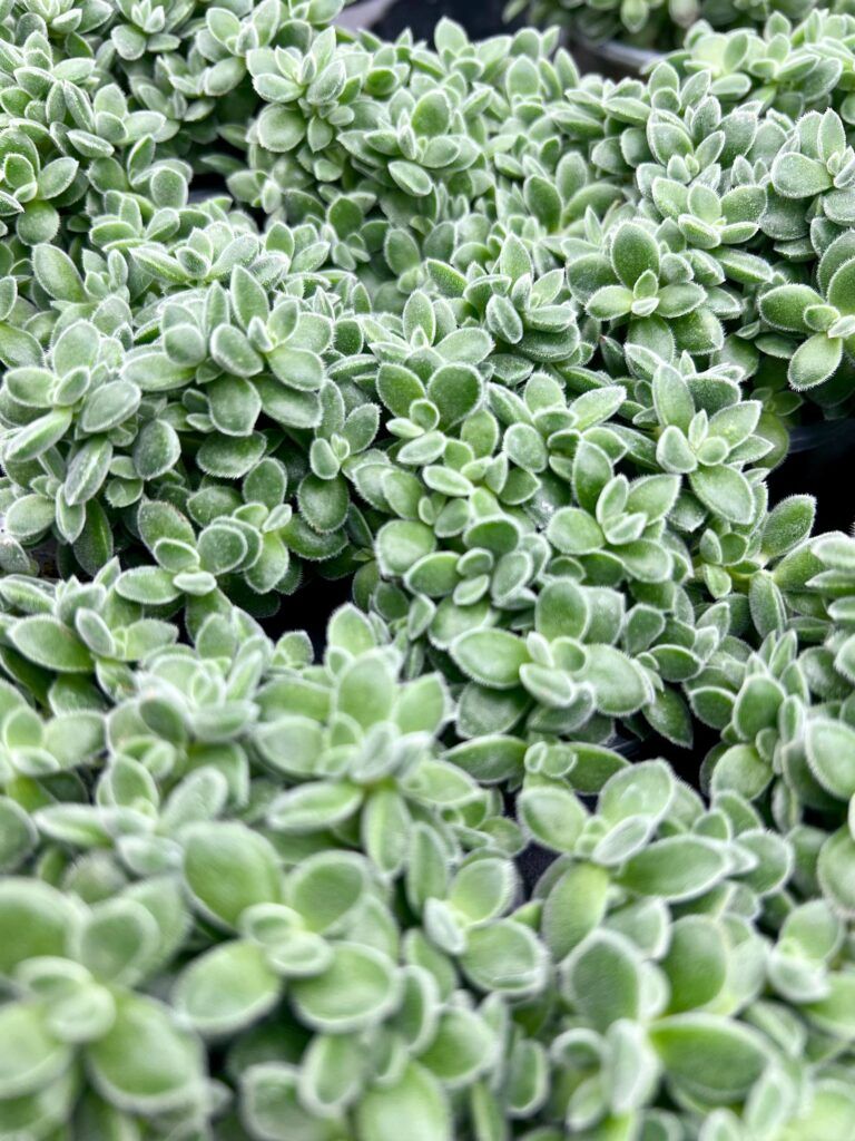 Суккулент Crassula Ernestii (Крассула Эрнеста) 0,1л.