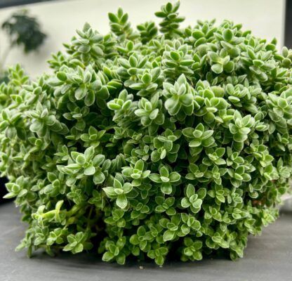 Суккулент Crassula Ernestii (Крассула Эрнеста) 0,1л. — изображение 2