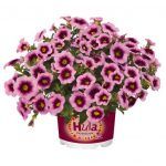 Калибрахоа Hula Soft Pink от Завода ФЛОРА