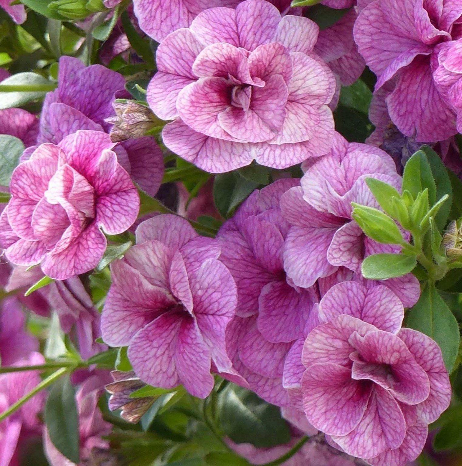 Калибрахоа Can-Can Rosies Pink Vein от Завода ФЛОРА