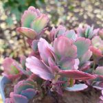 Суккулент Kalanchoe Fedchenko  0,1л - фото 1 от Завода ФЛОРА