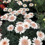 Аргирантемум LaRita Toffee от Завода ФЛОРА