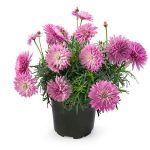 Аргирантемум Double Rose - фото 1 от Завода ФЛОРА