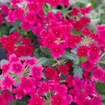 Вербена Lindolena Magenta - фото 1 от Завода ФЛОРА