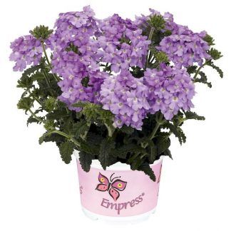 Вербена Empress Flair Lavender Blue (срезы 5 шт)