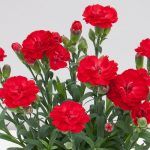 Гвоздика Super Trouper Antonio от Завода ФЛОРА