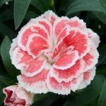 Гвоздика Oscar White and Red от Завода ФЛОРА