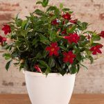 Дипладения Sundaville Classic Red - фото 1 от Завода ФЛОРА