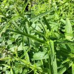 Мята Африканская от Завода ФЛОРА