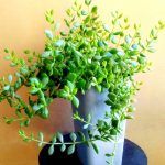 Суккулент Котиледон Подвешенный от Завода ФЛОРА