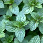 Мята Шоколадная от Завода ФЛОРА