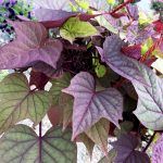 Ипомея батат Bronze Margarita - фото 2 от Завода ФЛОРА