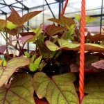 Ипомея батат Bronze Margarita - фото 1 от Завода ФЛОРА