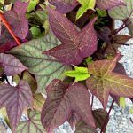 Ипомея батат Bronze Margarita от Завода ФЛОРА