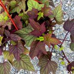 Ипомея батат Bronze Margarita - фото 3 от Завода ФЛОРА