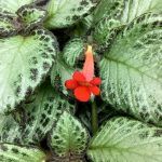 Эписция Silvans Beauty от Завода ФЛОРА