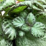 Эписция Silvans Beauty - фото 1 от Завода ФЛОРА