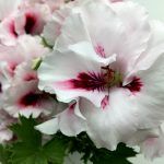 Пеларгония королевская Мона Лиза - фото 1 от Завода ФЛОРА