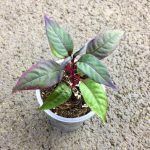 Альтернантера Sessilis Rubra - фото 4 от Завода ФЛОРА