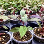 Альтернантера Sessilis Rubra - фото 3 от Завода ФЛОРА