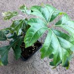 Циссус Ромболистный - фото 1 от Завода ФЛОРА