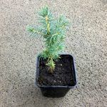 Ель голубая - фото 2 от Завода ФЛОРА