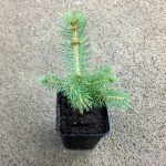 Ель голубая - фото 2 от Завода ФЛОРА