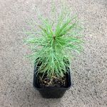 Кедр сибирский - фото 2 от Завода ФЛОРА