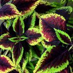 Колеус Walter Turner - фото 1 от Завода ФЛОРА