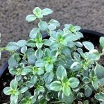 Тимьян Archers Gold Вариегатный от Завода ФЛОРА