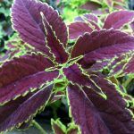 Колеус Red Craton II от Завода ФЛОРА