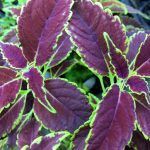 Колеус Red Craton II - фото 1 от Завода ФЛОРА