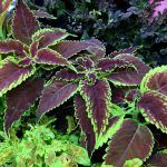 Колеус Red Craton II - фото 2 от Завода ФЛОРА