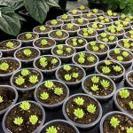 Седум Lemon Ball - фото 1 от Завода ФЛОРА