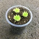 Седум Lemon Ball - фото 2 от Завода ФЛОРА