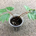 Циссус Ромболистный - фото 2 от Завода ФЛОРА