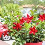 Дипладения Sundaville Classic Red - фото 6 от Завода ФЛОРА