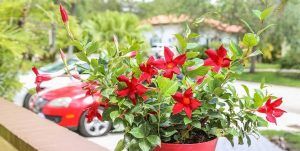 Дипладения Sundaville Classic Red - фото 6 от Завода ФЛОРА