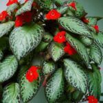 Эписция Silvans Beauty от Завода ФЛОРА