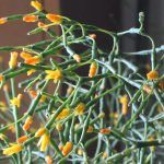 Хатиора от Завода ФЛОРА