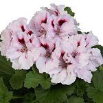 Пеларгония королевская Мона Лиза - фото 2 от Завода ФЛОРА